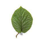 Leaf-1-90¯-G15-150px